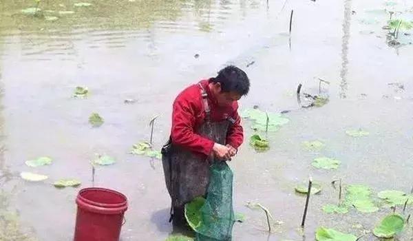 荷藕小龙虾混养一亩田收入多少,藕虾共养新模式