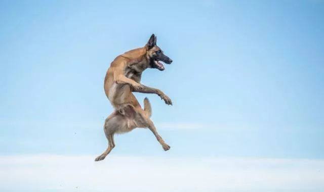 还分不清马犬和德牧的区别？搞清这些，你就再也不会犯傻啦