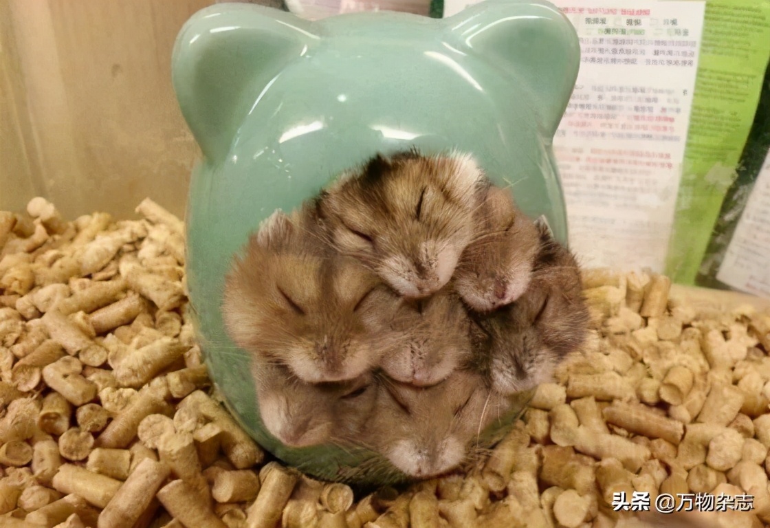 因为人类大量种植玉米，可爱的小动物吃掉了自己的孩子