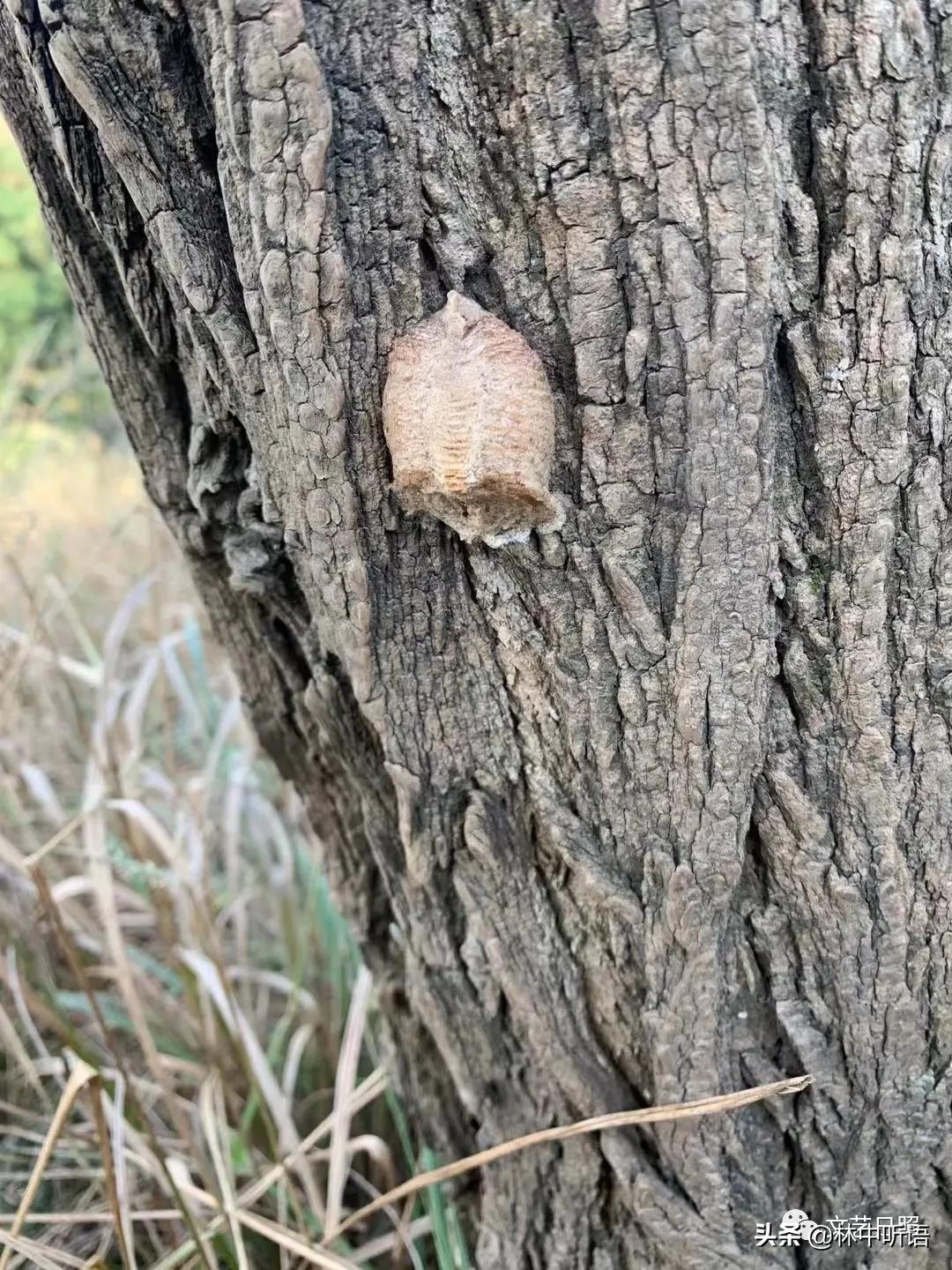 五莲县灵公山阴,“皮胡骚”!还发现了?