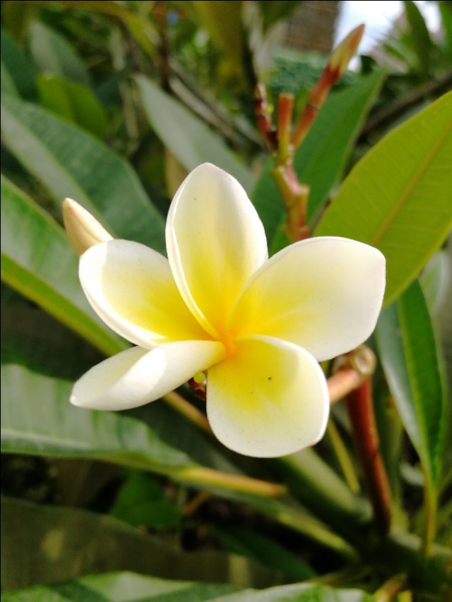 小区的广玉兰花开了,鸡蛋花树开花图片