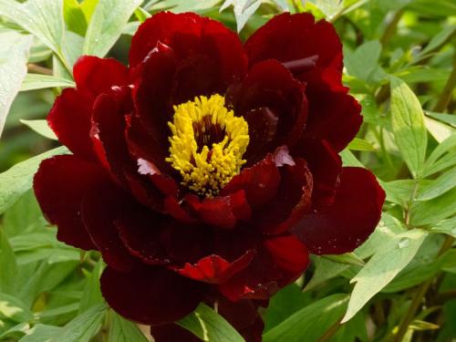 牡丹代表着雍容华贵,牡丹般雍容华贵的气质