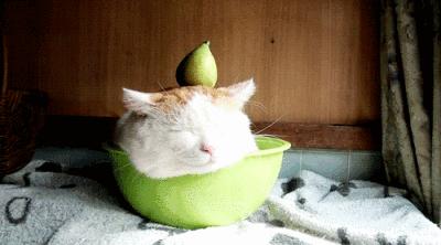 拥有“私家园林”，游遍世界各地，这些猫咪的生活太让人羡慕了吧