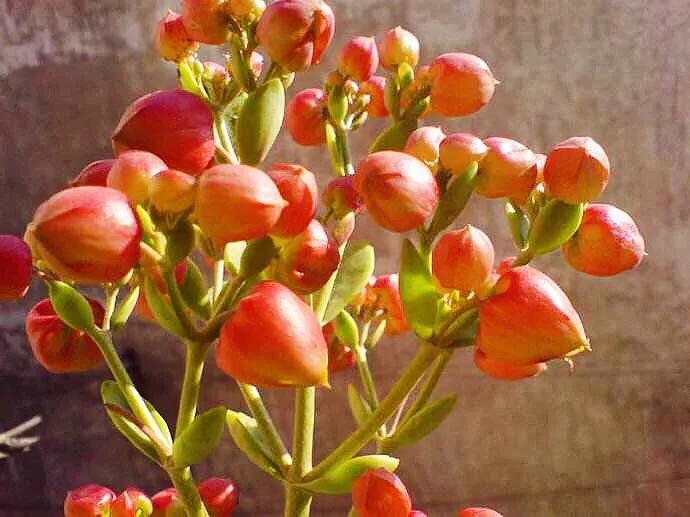 宫灯长寿花重瓣,小宫灯长寿花精品