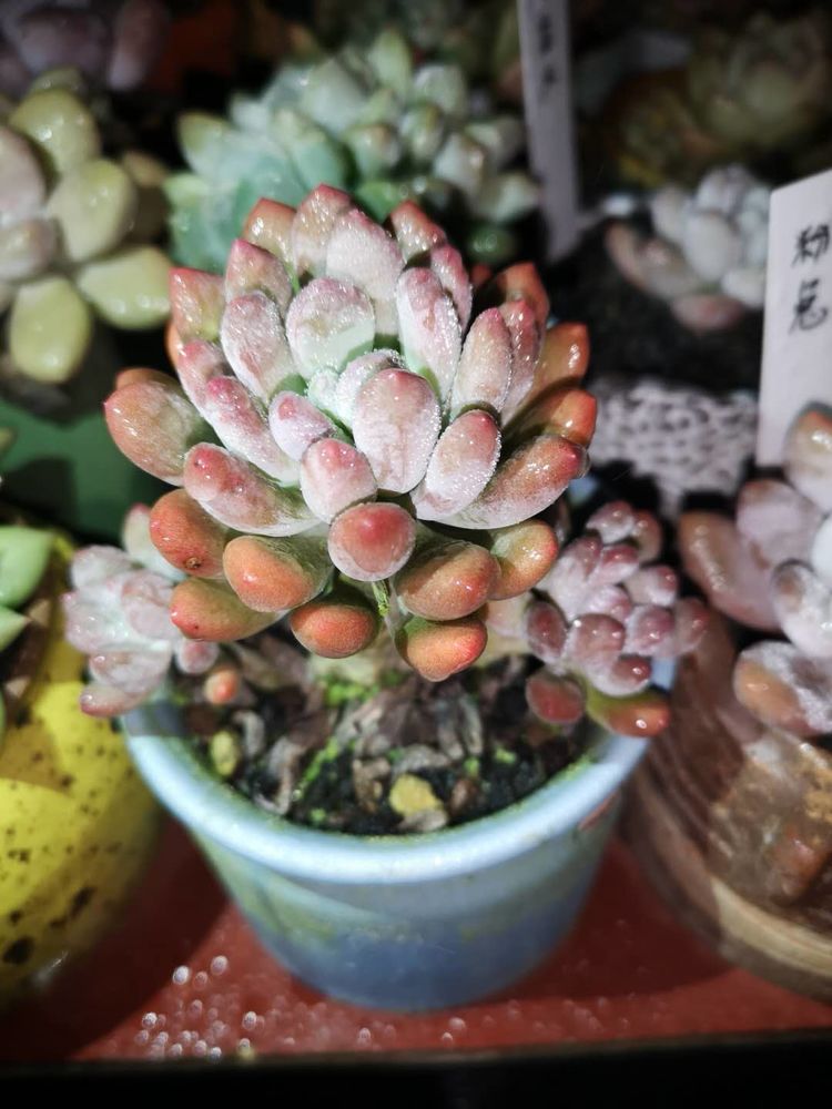 误打误撞的多肉情缘,带我走进多肉小世界!