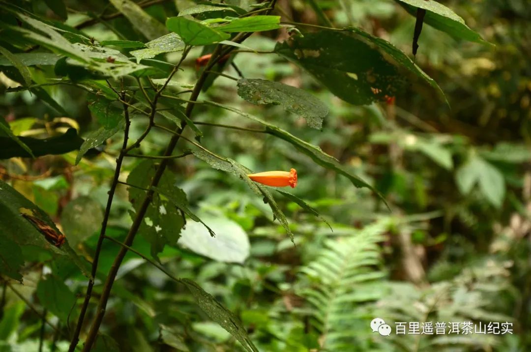 新生代黑马之百花潭!汤香蕴郁百花香,世外桃源的茶,一喝就沉醉