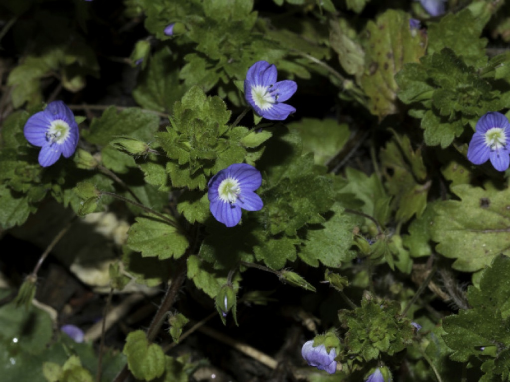 1月至12月生日花的花语,什么花语是祝福生日快乐的花