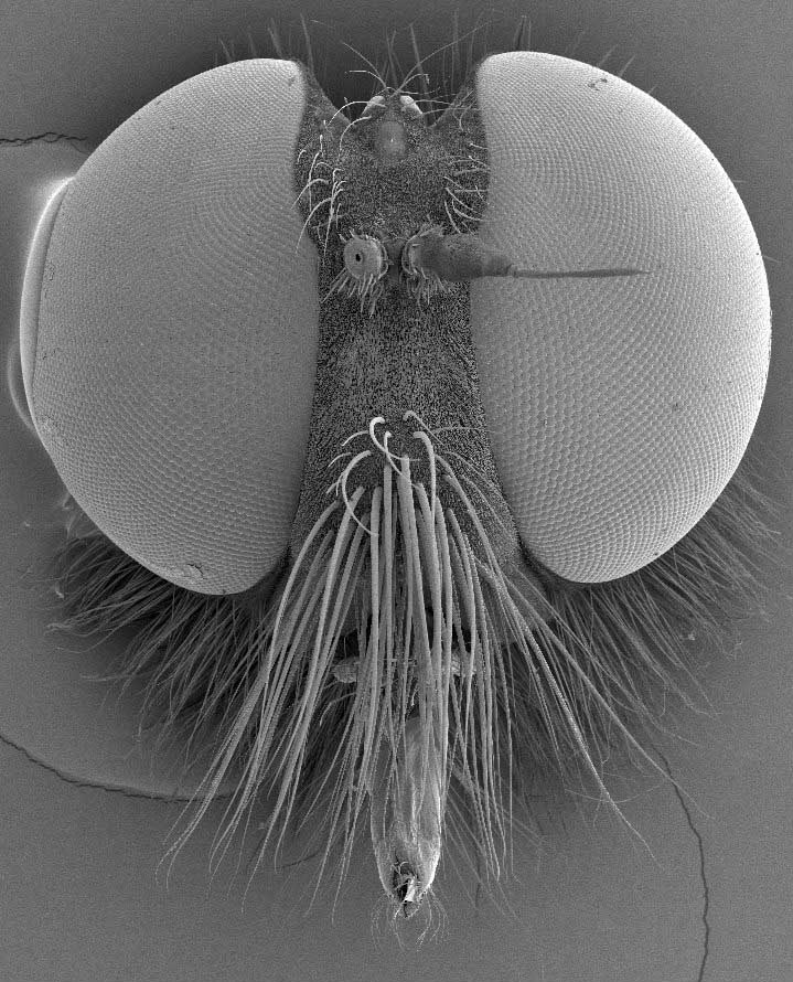 看着像苍蝇但是尾巴比苍蝇长,看着像苍蝇的小飞虫是什么