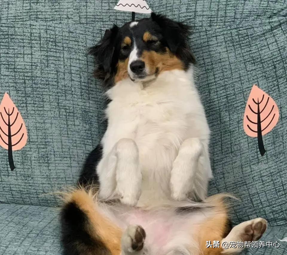 在外超幸福澳牧到家竟成了“废狗”，网友：“喝多了吧？”