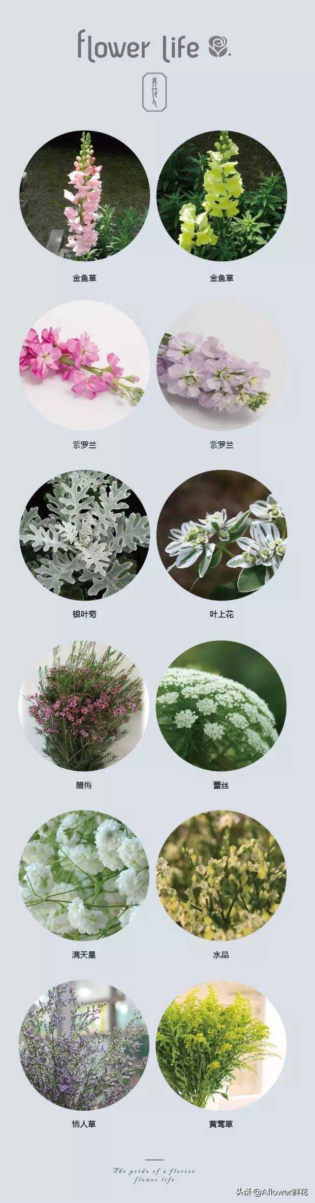 100种花店常用鲜花,花店鲜花种类大全