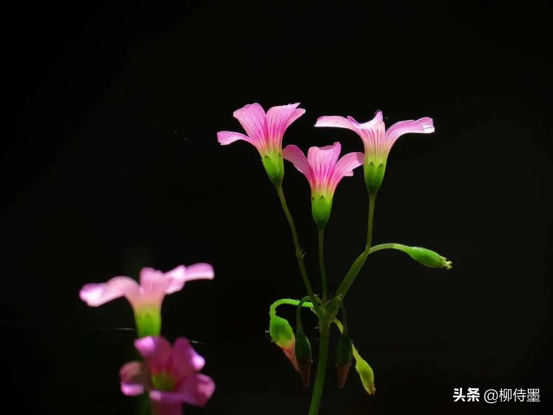 三叶草怎样拍摄,三叶草拍摄教程