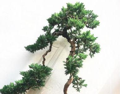 花友真幸运,捡到一棵“奇特”树桩,人称“珍珠地柏”,价值高