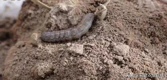 红薯地怎么杀灭地下害虫,地下害虫最佳灭虫方法