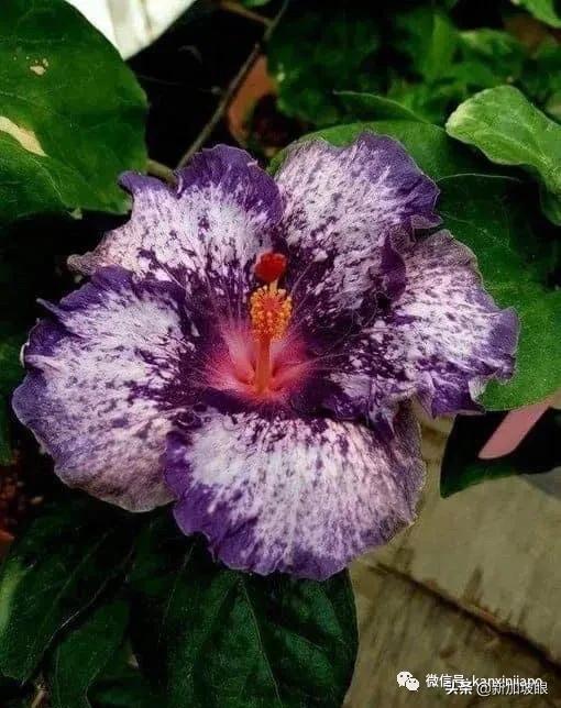 大红花和扶桑木槿有什么区别,木槿花和扶桑花哪个品种好