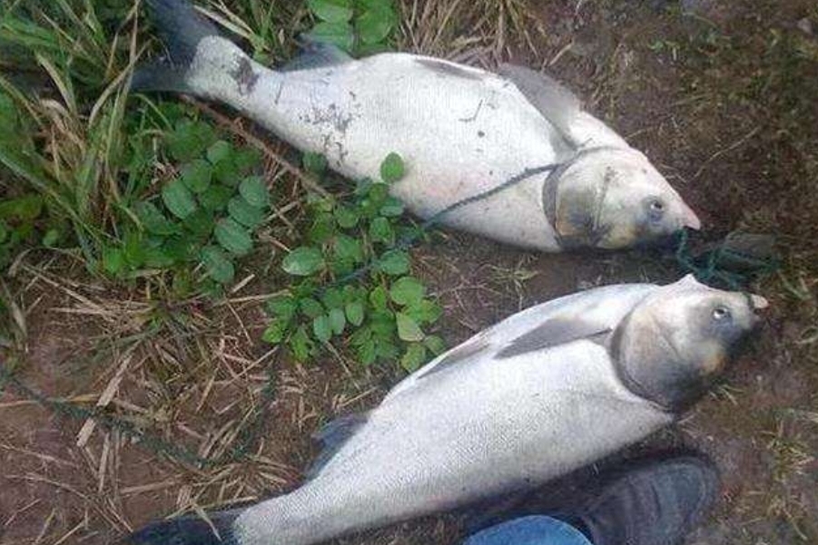 春天钓鱼不用钓多深,春天钓鲫鱼免开饵料