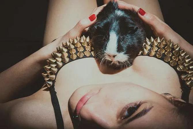 养的小荷兰猪为啥会死,豚鼠荷兰猪一般能活多久