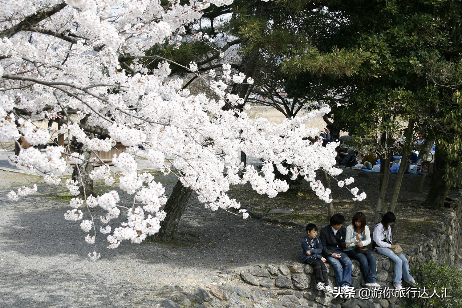 待到山花烂漫时完整版,待到樱花烂漫时的视频
