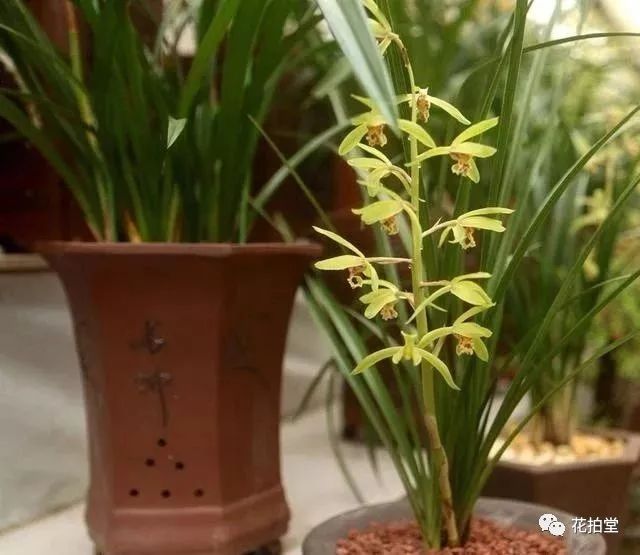 建兰春兰蕙兰墨兰哪种花期长,春兰建兰蕙兰墨兰寒兰哪个品种好