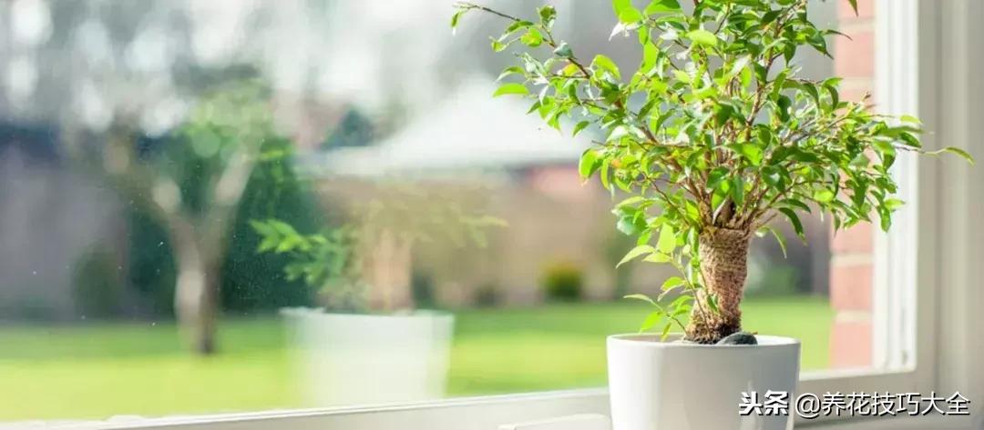 高锰酸钾除盆栽霉菌,植物有霉菌怎么处理