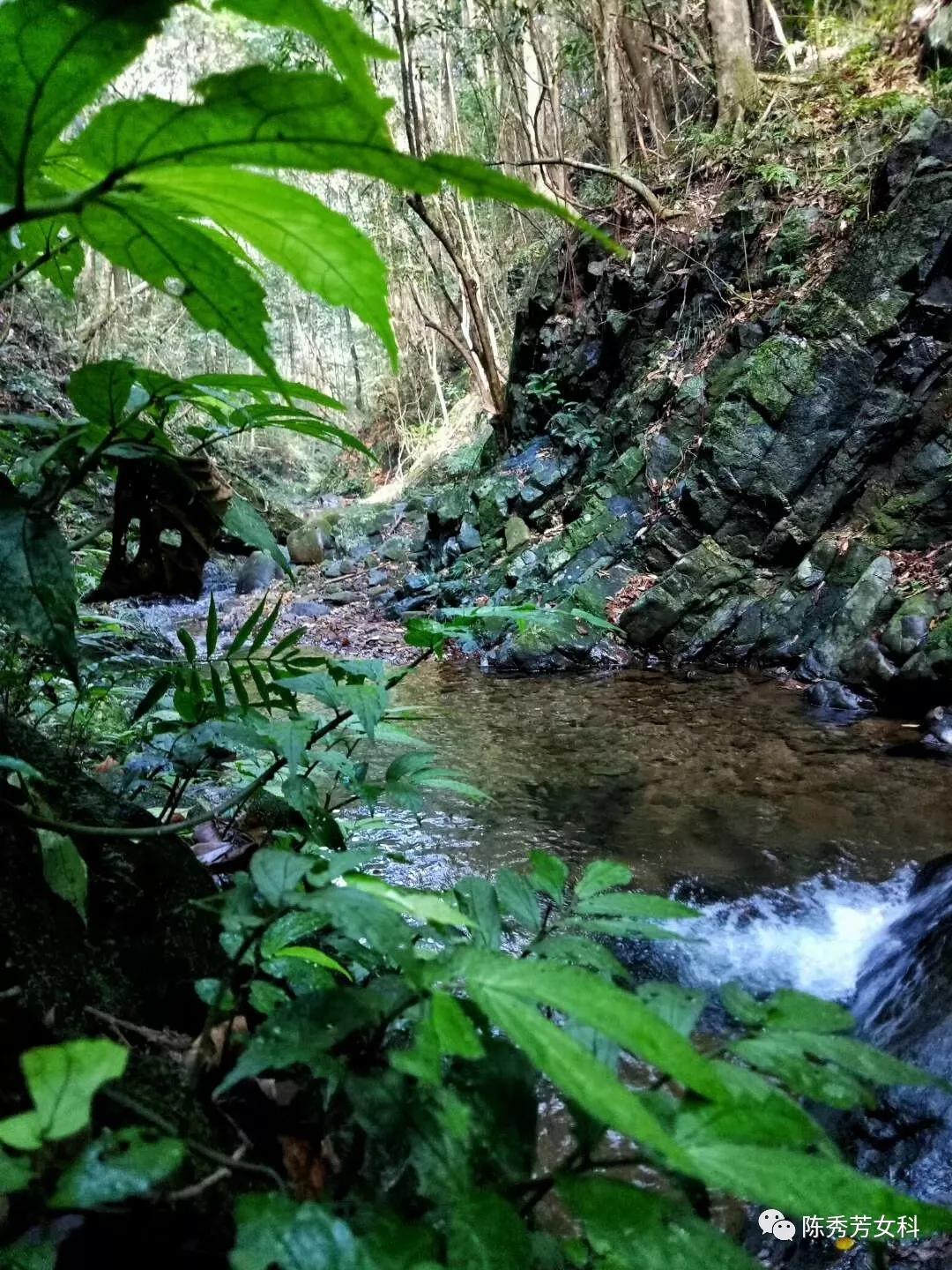 王熙凤血崩是怎么回事,王熙凤的血山崩原因