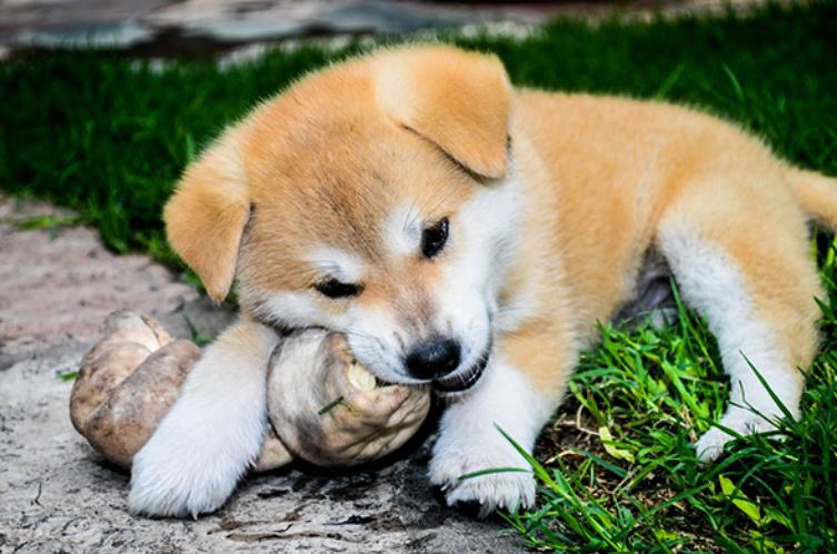 狗食管反流是怎么回事,狗狗胃食管反流症状