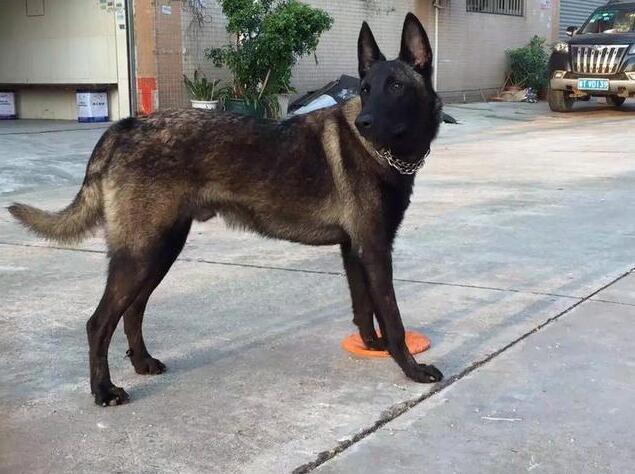 马犬适合用笼子养还是用链子养,养马犬还是养狼青好