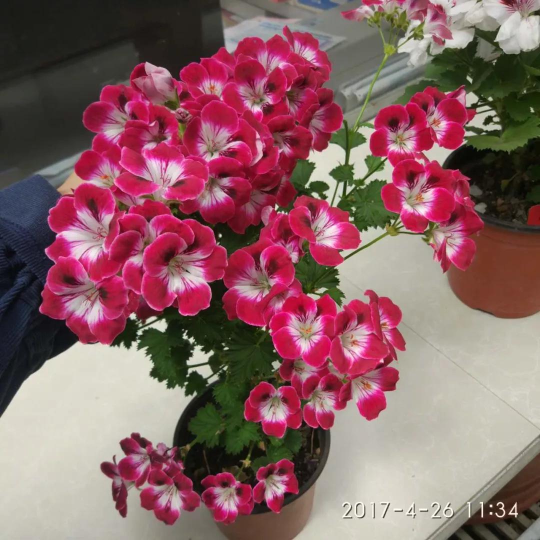 10种天竺葵,天竺葵100种图片大全