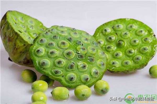 莲子怎么种才能长得更好,莲子怎么种