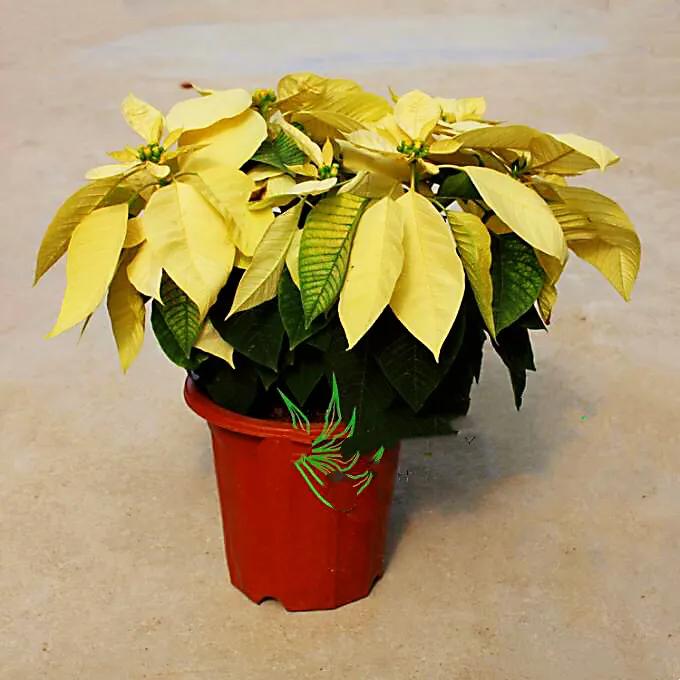 花大色艳的花卉,中国红花花卉大全