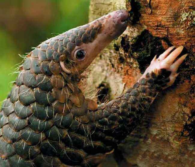 动物舌头的“功能”对于动物来说舌头而是一件“厉害的*器武**”