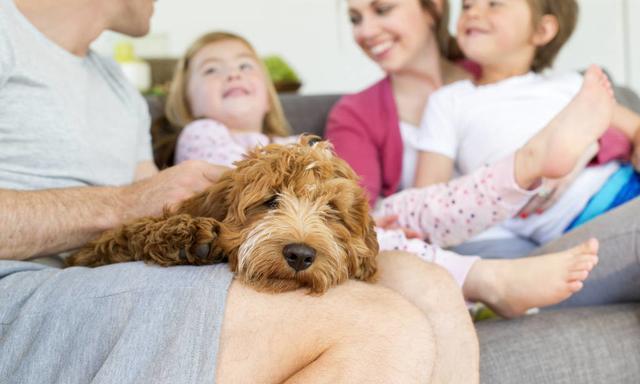贵宾会把家里谁当主人,巴哥犬把你当妈妈了