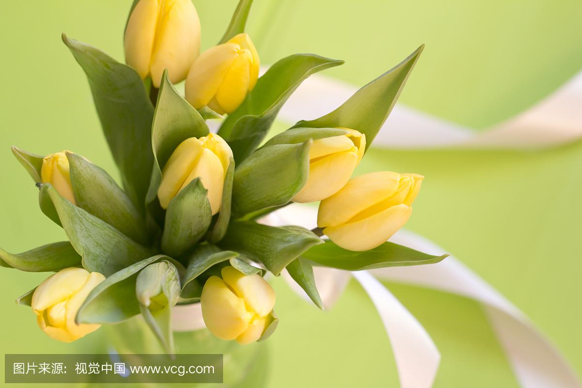 用郁金香表白语录,关于郁金香表白的浪漫句子