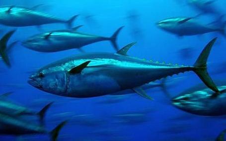 这4种海鱼没腥味,海鱼的种类与钓法