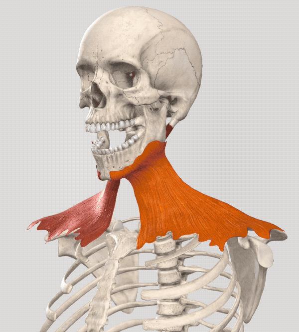 脸腮部又胖了,脸越来越胖脖子越来越粗