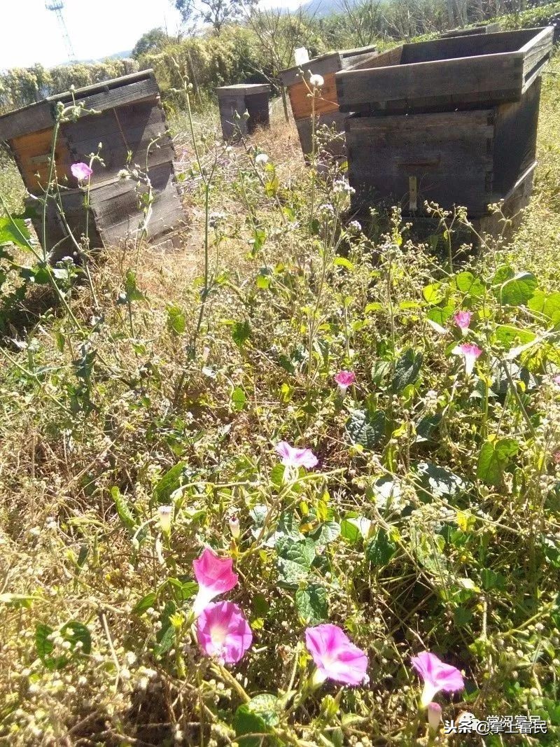 家乡是我们成长的沃土,家乡是生养我们的地方