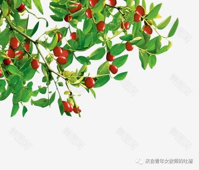 “枣”已不是童年