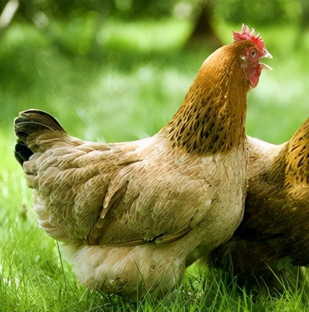 中国名鸡品种介绍,中国名鸡分布图