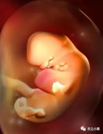 孕期胎儿成长图鉴,孕期胚胎成长图片