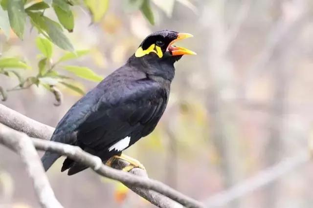 鹩哥不说话怎么办,鹩哥为什么说话没八哥多