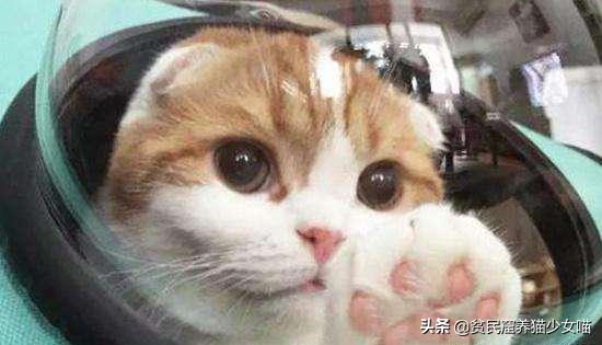 猫咪黑下巴抹红霉素软膏还是眼膏,猫咪黑下巴到底怎么治