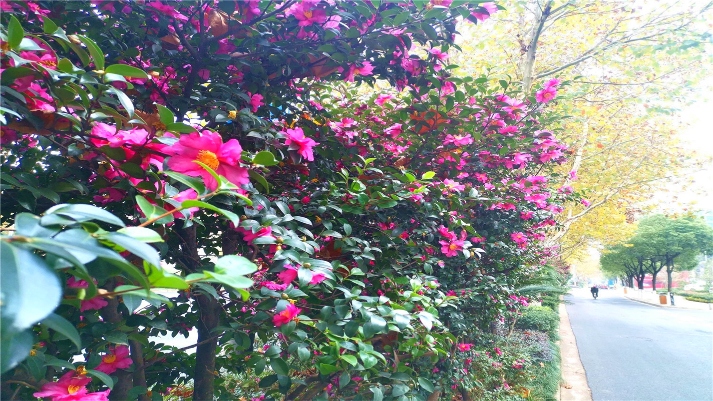 琴瑟在御岁月静好,琴瑟在御岁月静好的配图