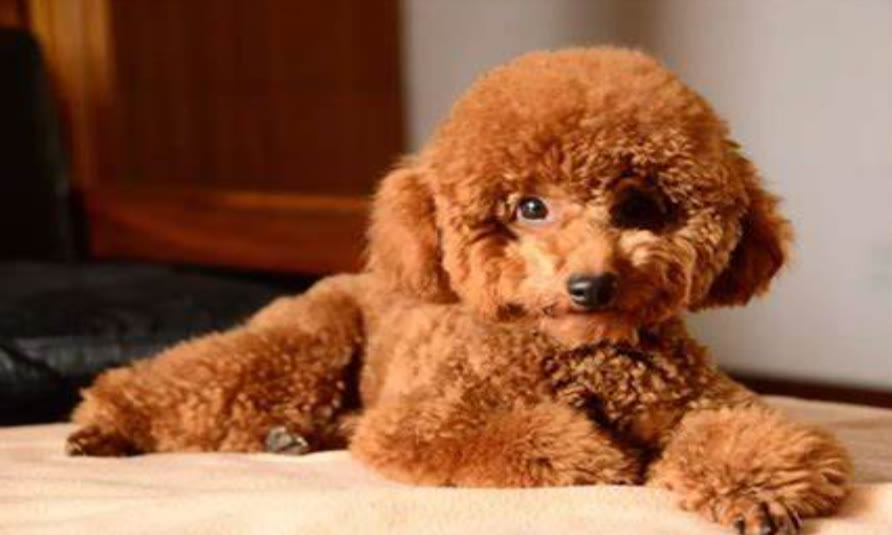 一个月的泰迪怎么训练定点排便,泰迪怎么喂养才正确