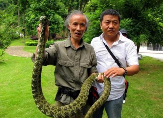 又稀有又毒又贵的蛇,黑背蛇多少钱一条