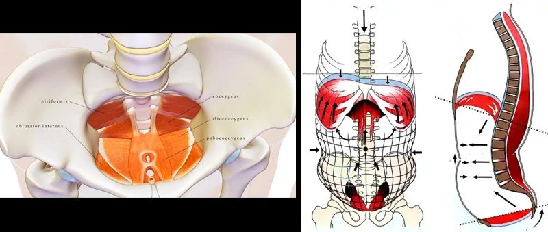 最漂亮大腿,从来不是上下一样粗!——“髋主导”技术定胜负