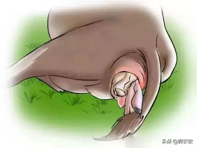 母牛分娩过程分为哪三个时期,母牛从怀孕到分娩用多长时间