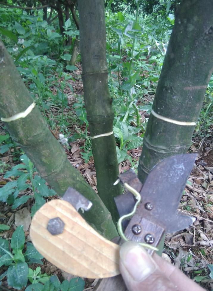 柑橘花多叶少怎么办,柑橘花量少的补救措施