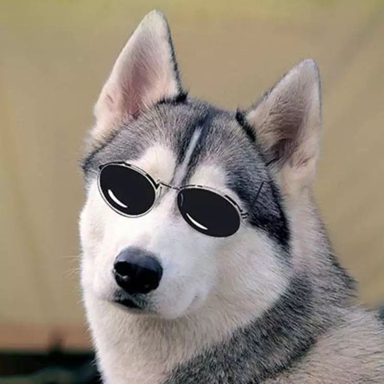 憨批二哈咬伤自己小丁丁，害得主人拍照求助还得打码