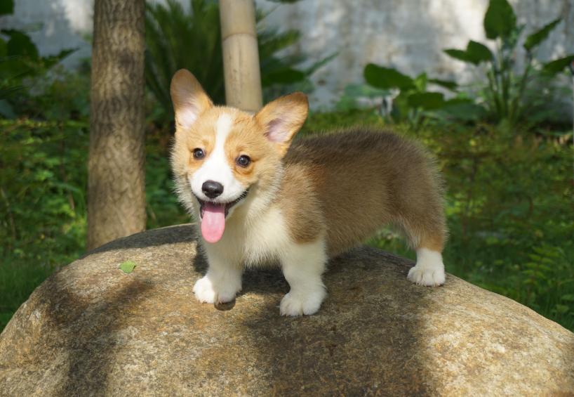 狗界无攻击性犬种哈士奇上榜,哈士奇在狗界中排名第几