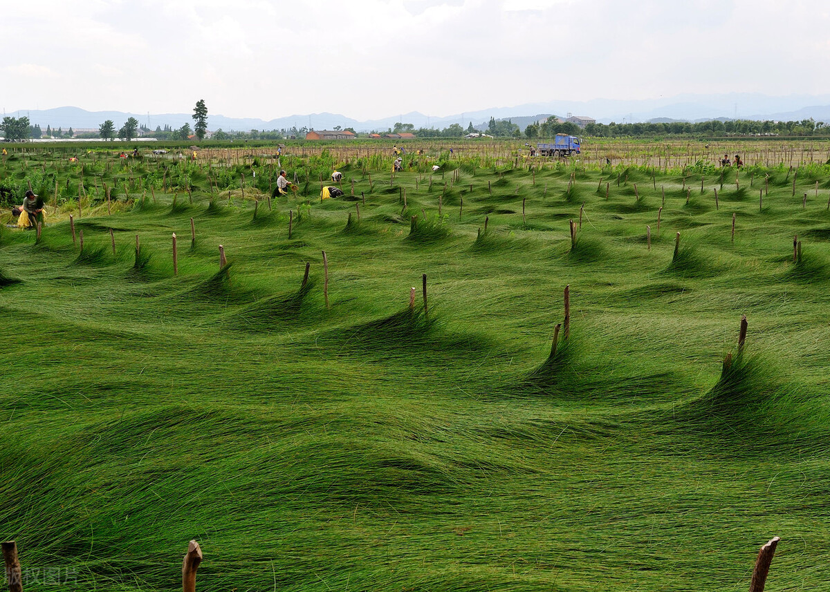 蔺草,你可能没听说过但多半用过,没有蔺草的夏天很难熬