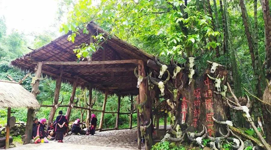 泰国西双版纳旅行,西双版纳基诺山热带雨林徒步